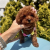 Red Brown Toy Poodle